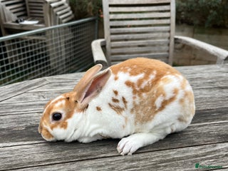 Rex rabbits - Advert 3