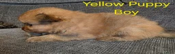Pomeranian dogs for sale: 3 Beautiful pomeranian puppies for sale - Advert 5