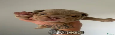 English Bulldog 1