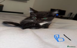 Mixed Breed cats for sale: 5x kittens looking for forever homes  - Image 5