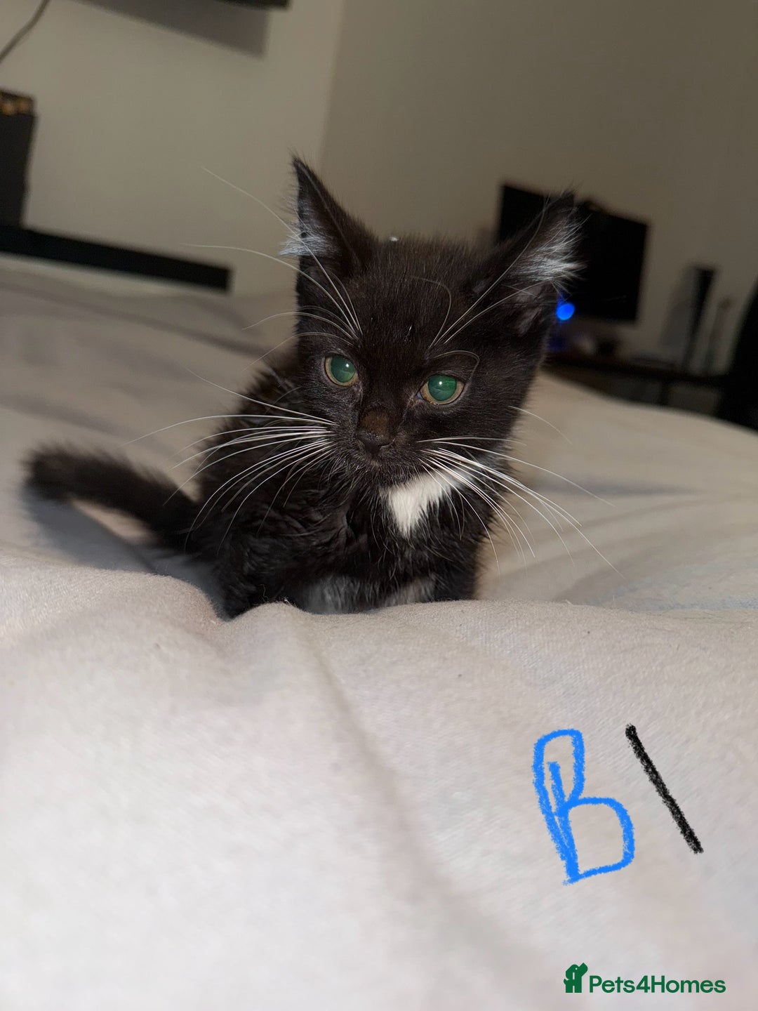 Mixed Breed cats for sale: 5x kittens looking for forever homes  - Image 5