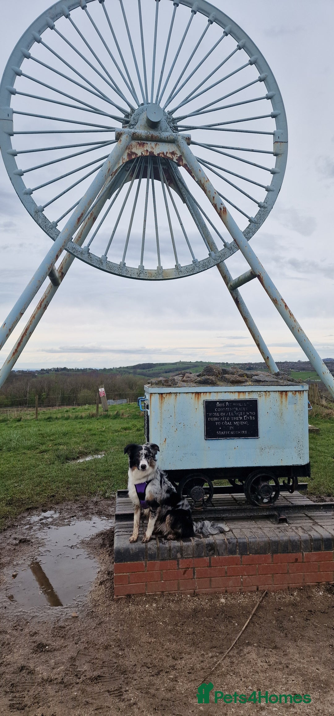 Border Collie dogs for stud: TRI BLUE MERLE BORDER COLLIE PROVEN STUD  - Image 14