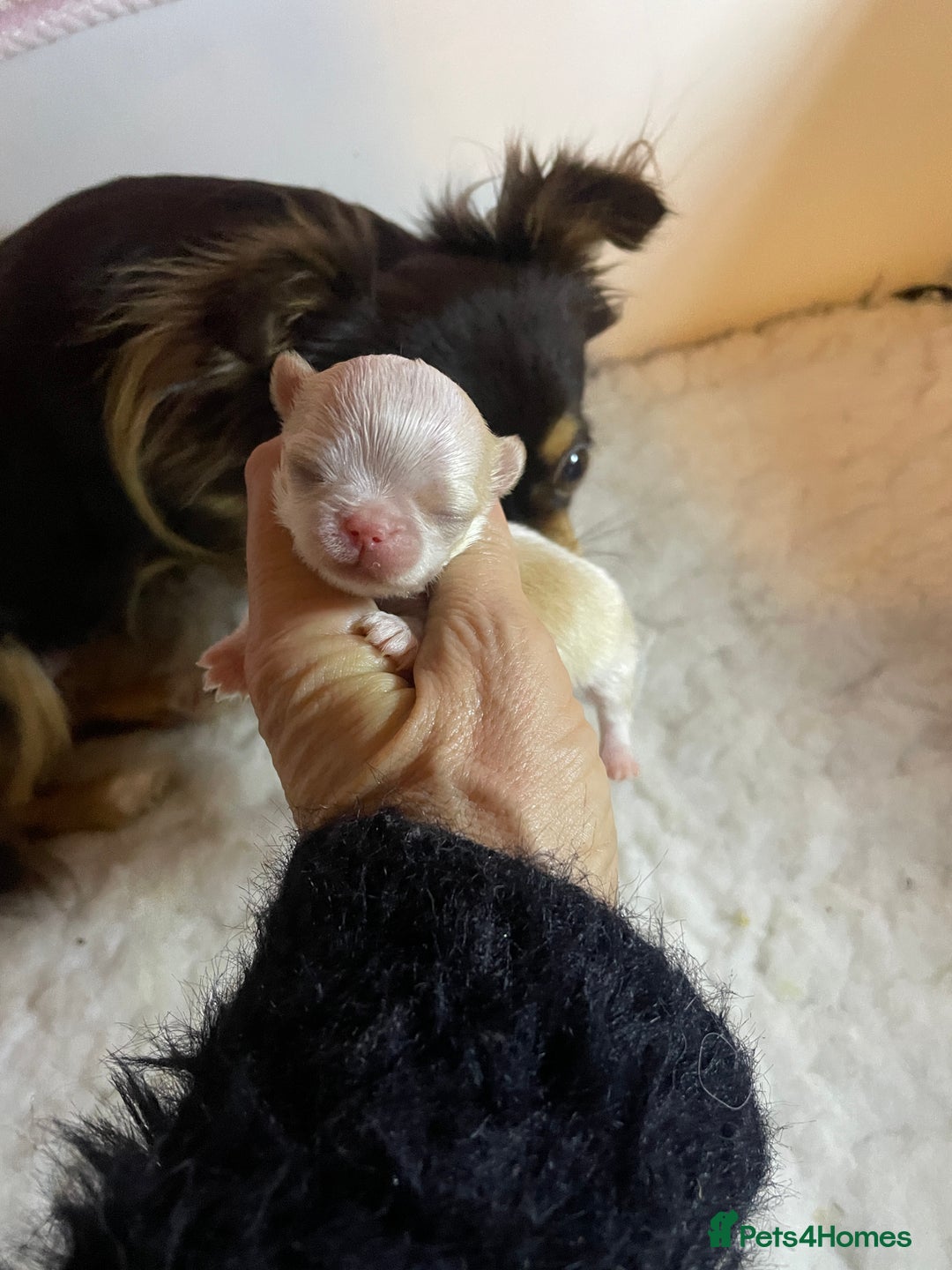 Chihuahua dogs for sale: Gorgeous , tiny Longcoat Boy Kc 🌟🌟🌟🌟🌟 - Advert 4