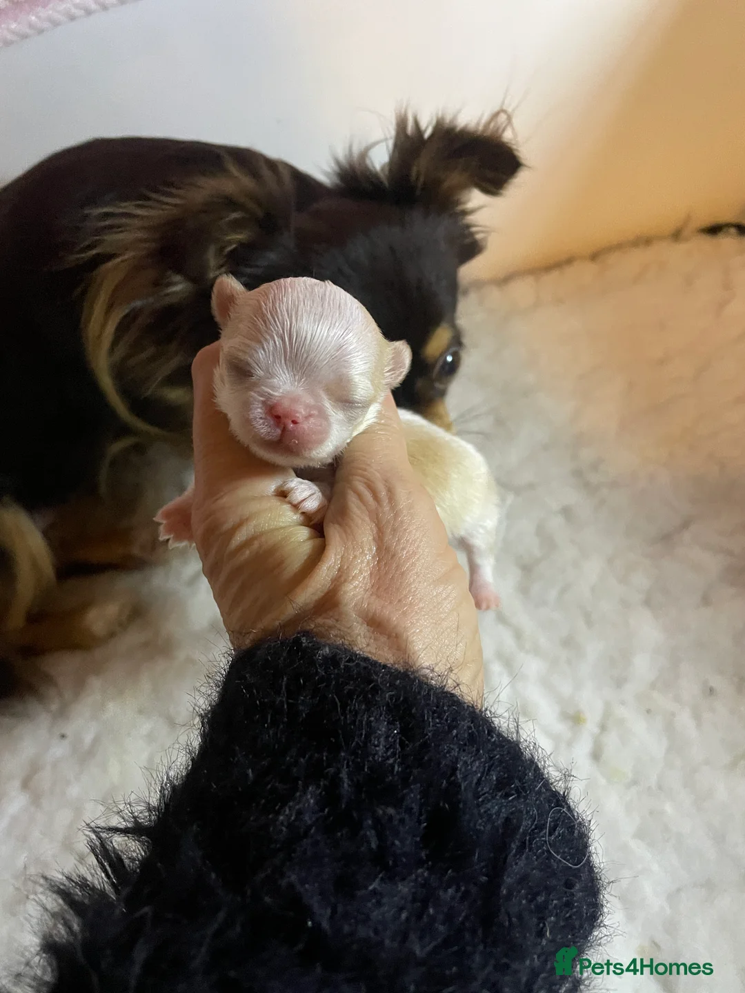 Chihuahua dogs for sale: Gorgeous  little  Longcoat Boy Kc 🌟🌟🌟🌟🌟 - Advert 29