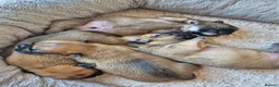 Mixed Breed dogs for sale: French bulldog Tzu pups - Advert 13