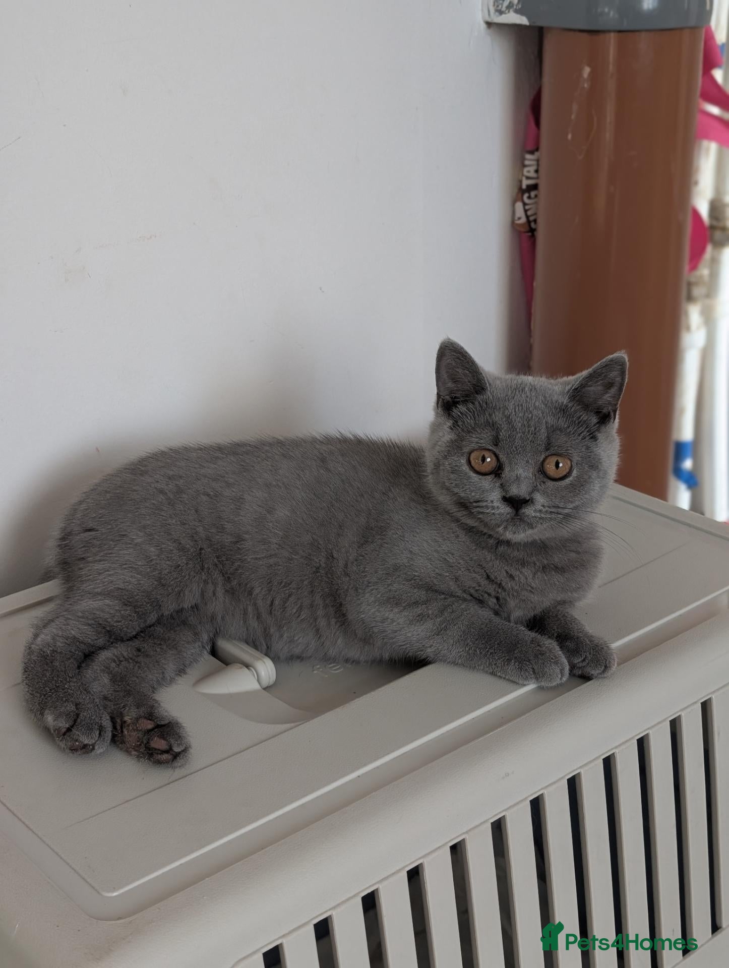 British Shorthair cats GCCF British Shorthair kittens  - Advert 8
