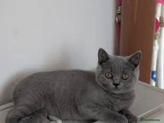 British Shorthair cats GCCF British Shorthair kittens - Advert 8