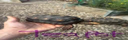 Tortoise reptiles for sale: Trio red footed tortoises - Advert 12