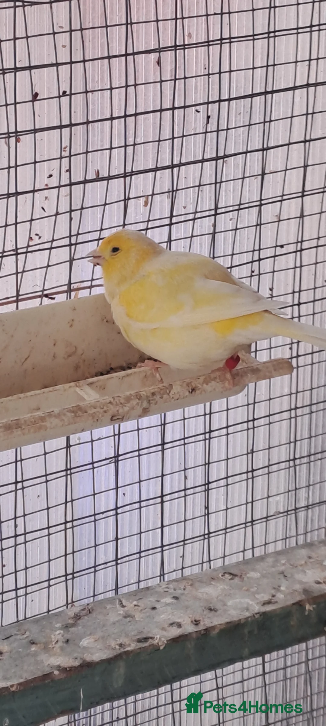 Mixed Breed birds for sale: Avairy birds  - Advert 2