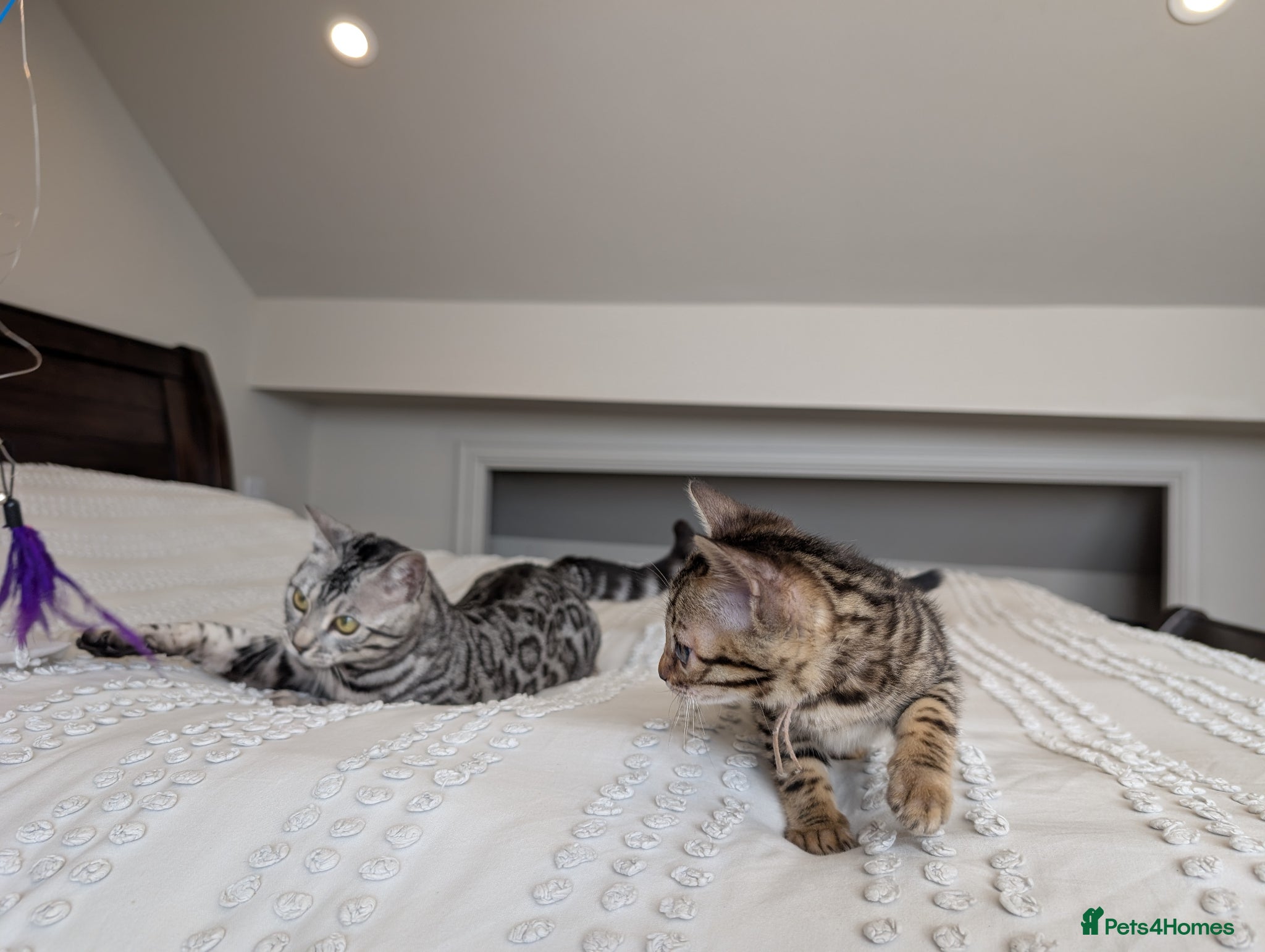 Bengal cats 🖤🩶🤍 BEAUTIFUL BENGAL KITTENS 🤍🩶🖤 - Advert 2