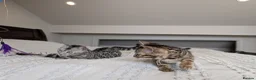 Bengal cats for sale: 🖤🩶🤍 BEAUTIFUL BENGAL KITTENS 🤍🩶🖤 - Advert 17