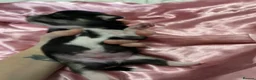 Chihuahua dogs for sale: 3musketeers full pedigree baby’s unusual markings  in Manchester - Advert 5