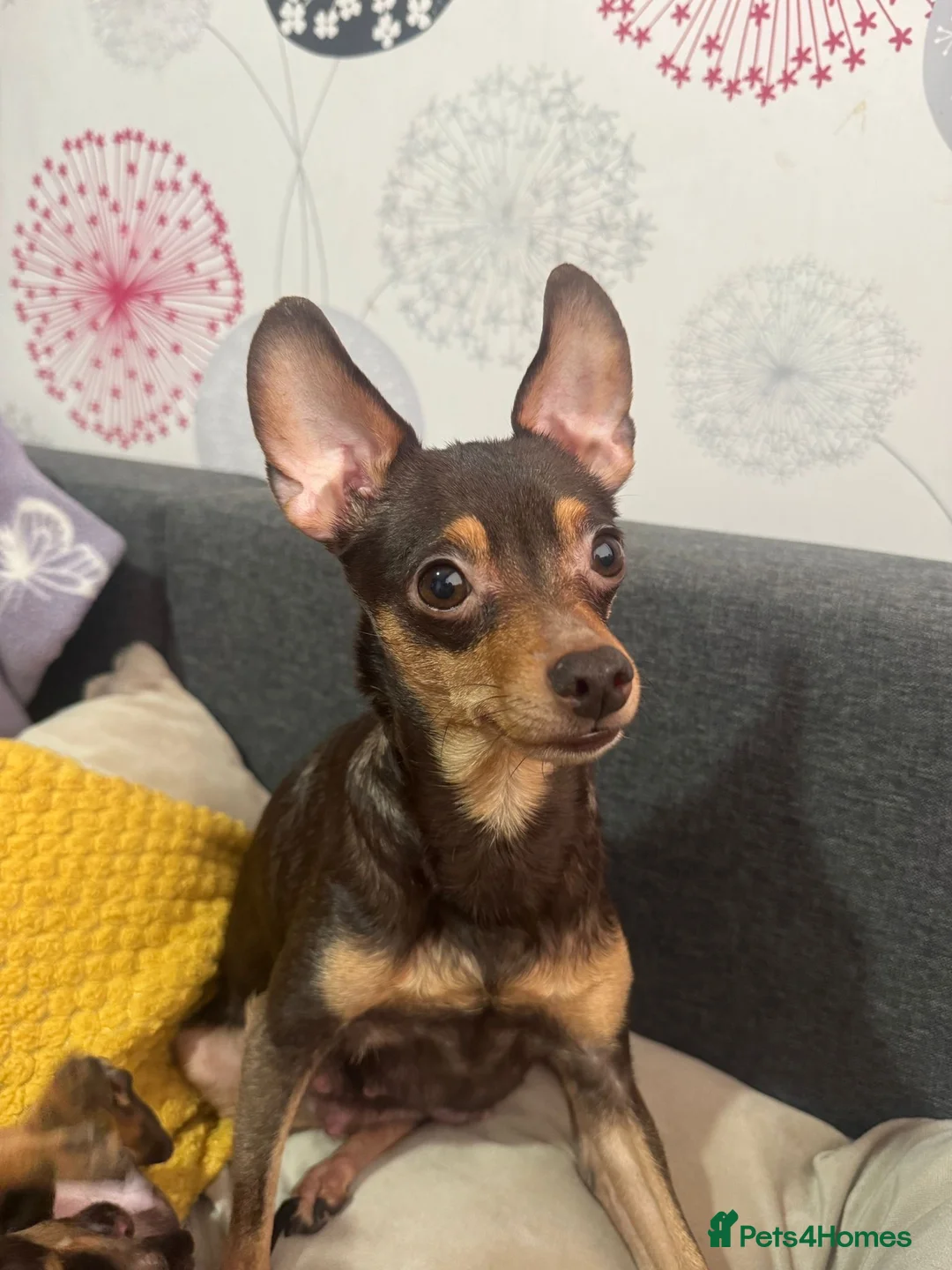 Russian Toy Terrier dogs for sale: Russian toy terrier for sale. in Telford - Advert 2