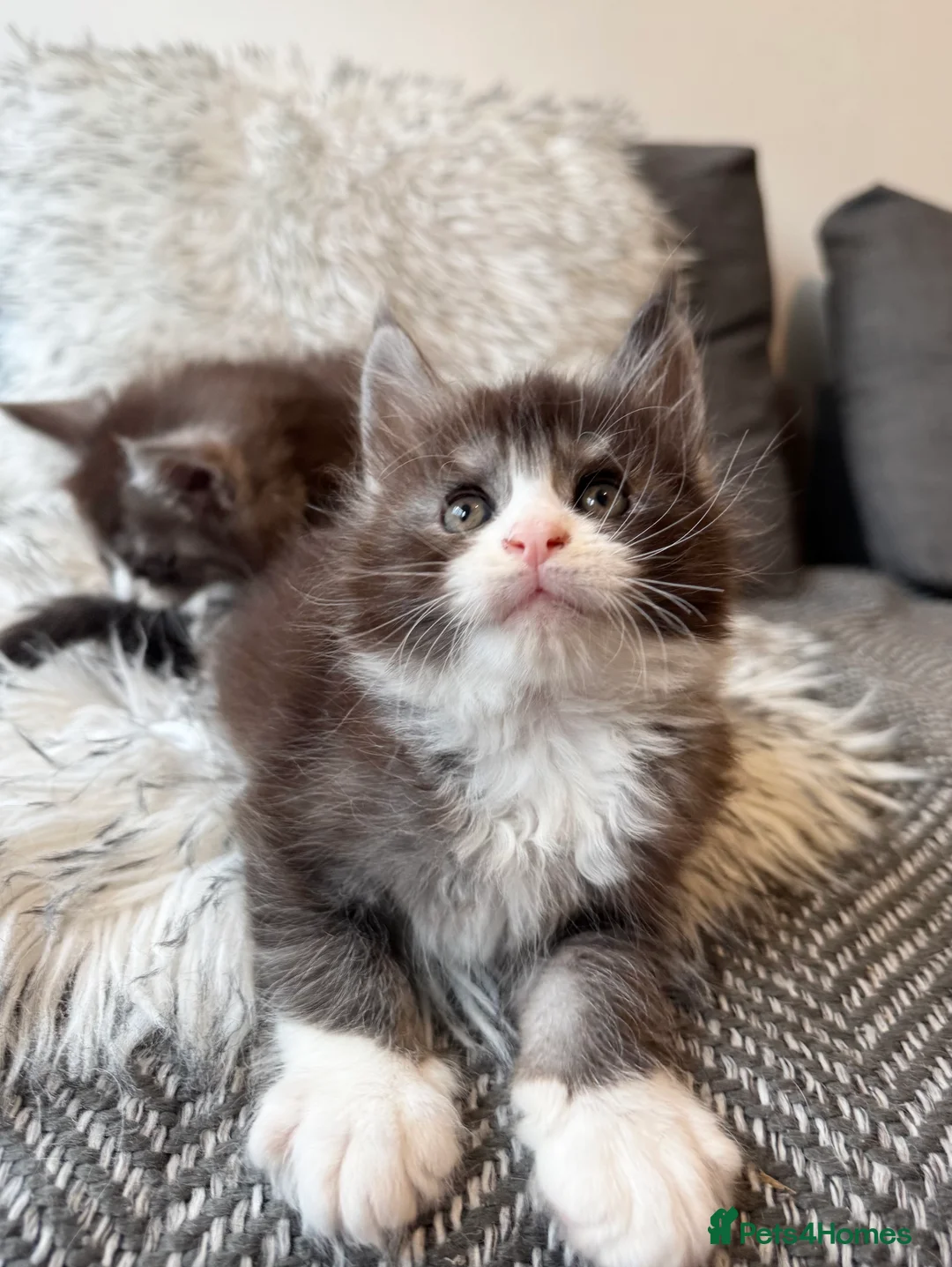 Maine Coon cats for sale: Champions - Bloodline Purebred Maine Coon Kittens - Advert 1