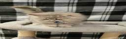 British Longhair cats for sale: Fawn/cinnamon/red/blue golden  - Advert 3