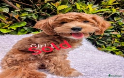 Maltipoo dogs for sale: Stunning multipoos in Ilford - Image 6