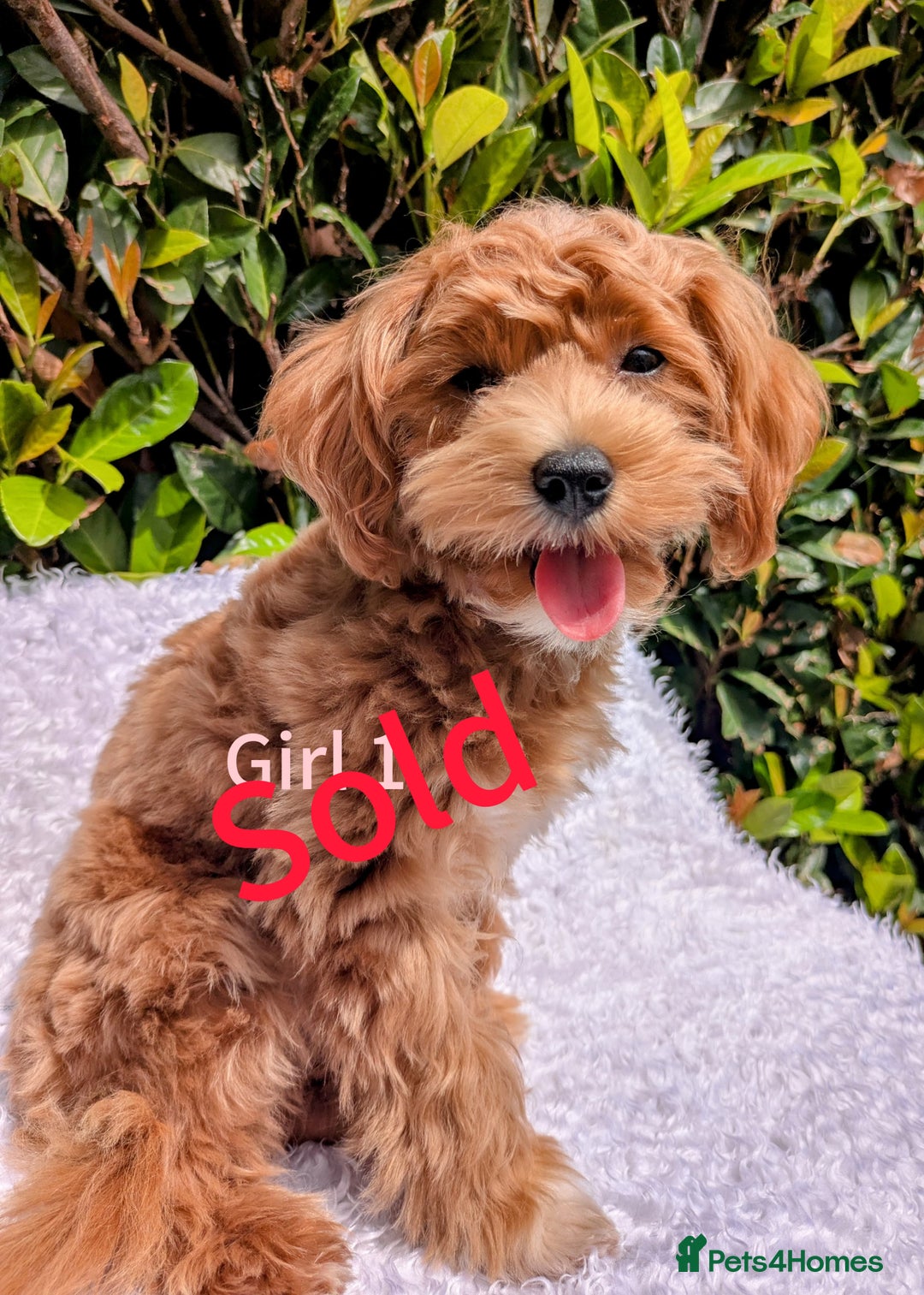 Maltipoo dogs for sale: Stunning multipoos in Ilford - Image 6