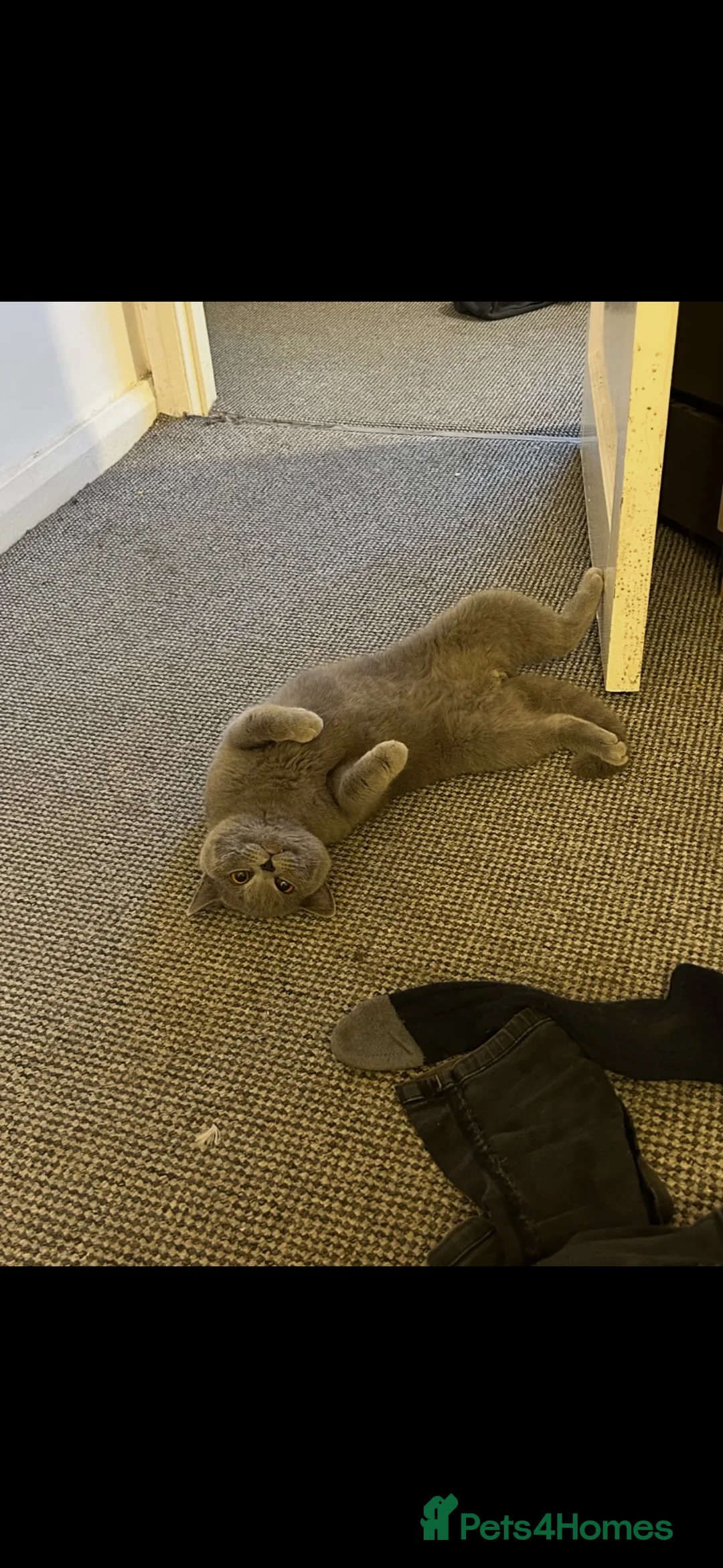 British Shorthair cats for sale: This is whiskers  - Advert 2