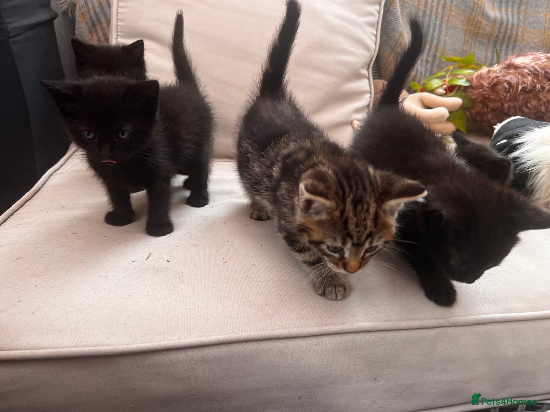 Mixed Breed cats for sale: 6 Kittens for sale - Image 12