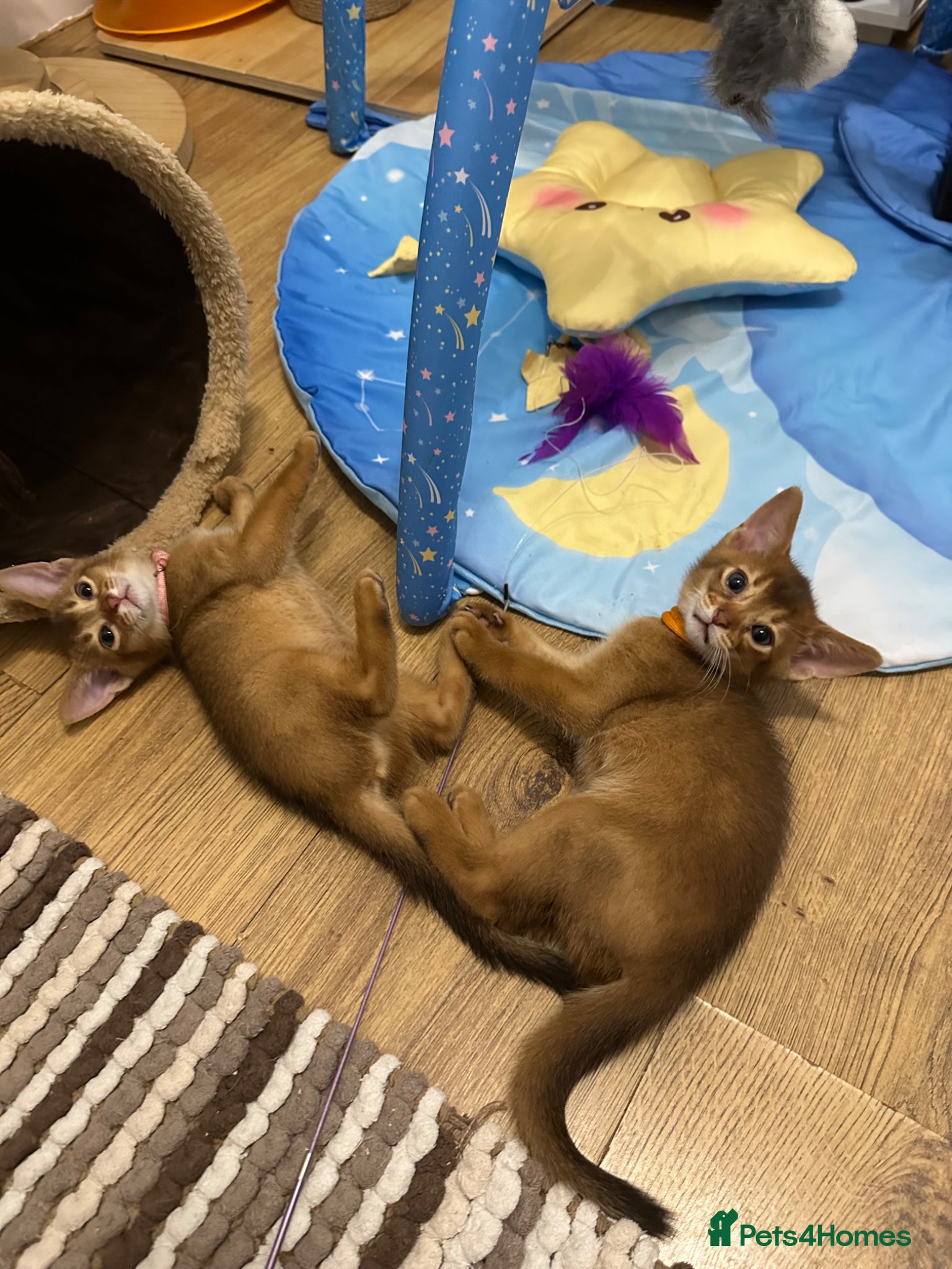 Abyssinian cats for sale: Abyssinian kittens  - Advert 18