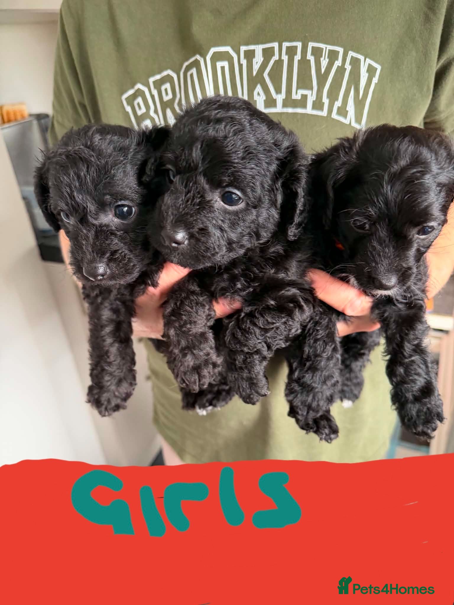 Jackapoo dogs Jackapoo's only girls left  - Advert 1