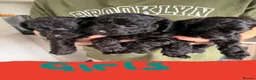 Jackapoo dogs for sale: Jackapoo's only girls left  - Advert 27