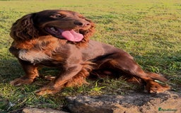 Cocker Spaniel dogs for stud: HEALTH TESTED KC COCKER SPANIEL FOR STUD - Image 3