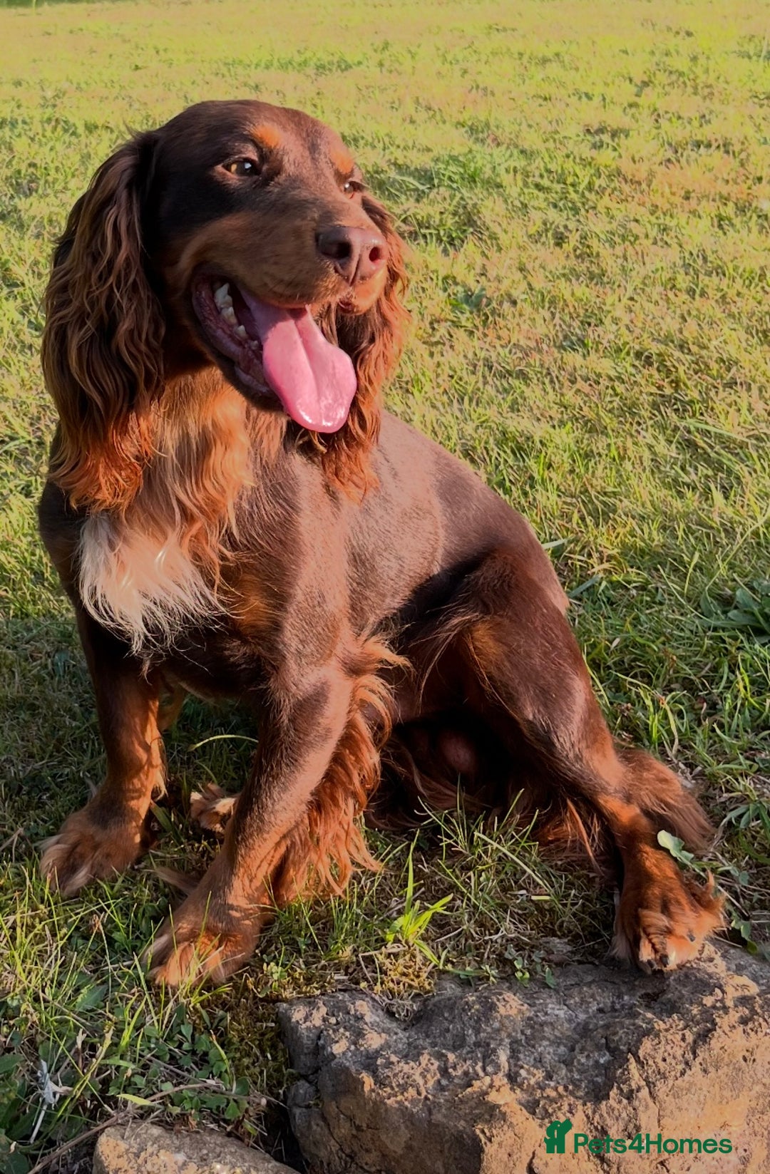 Cocker Spaniel dogs for stud: HEALTH TESTED KC COCKER SPANIEL FOR STUD - Image 3