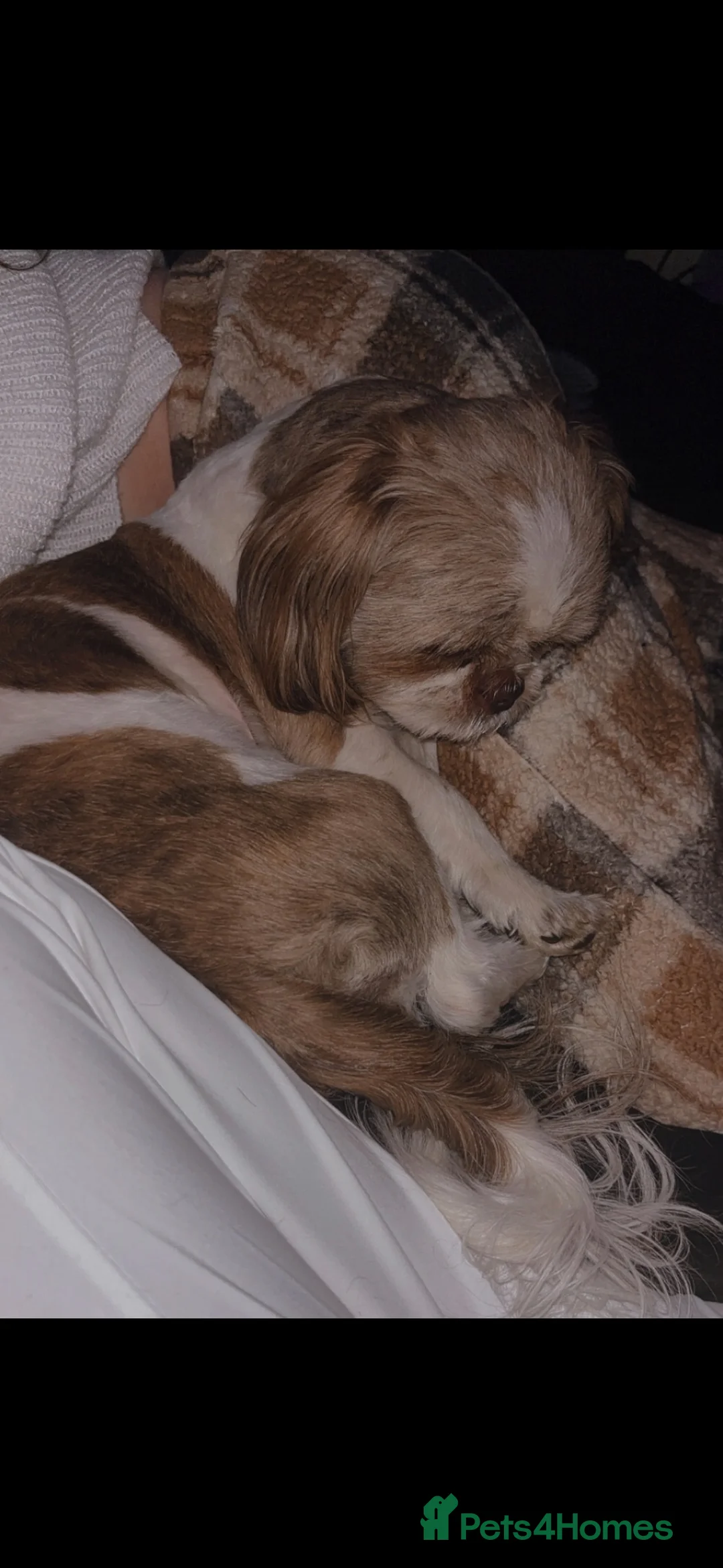 Shihpoo dogs for sale: Beautiful F1 Shihpoos - Advert 7
