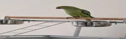 Parrots birds for sale: Pair of Indian Ringneck Parrots with Full Setup in Manchester - Advert 9