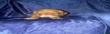 Cocker Spaniel 8