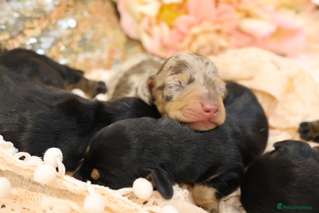 Miniature Dachshund dogs for sale: KC Miniature Dachshund Puppies - Advert 6