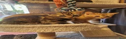 Mixed Breed cats for sale: Half bengal kittens - Advert 12