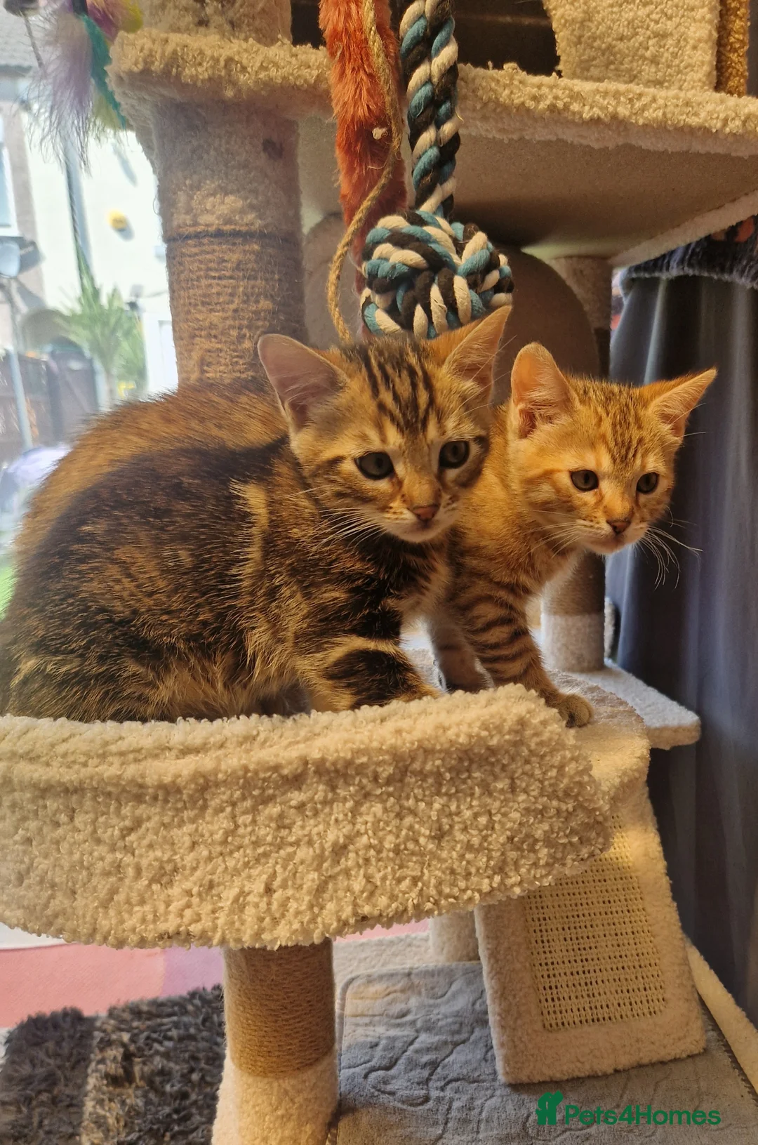 Mixed Breed cats for sale: Half bengal kittens - Advert 12