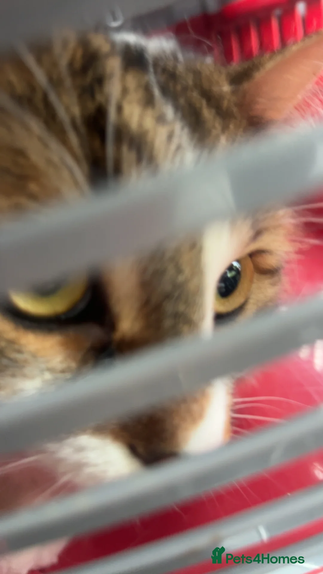 British Shorthair cats for sale: beautiful boy in Hemel Hempstead - Advert 1