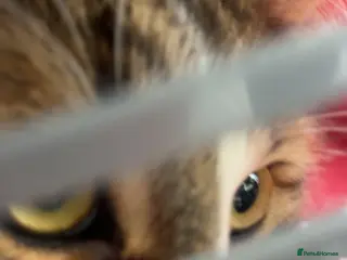 British Shorthair cats beautiful boy - Advert 3