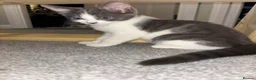 Mixed Breed cats for sale: Grey&white F.  All grey M.  - Advert 4