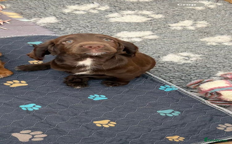 Cocker Spaniel dogs for sale - Advert 1