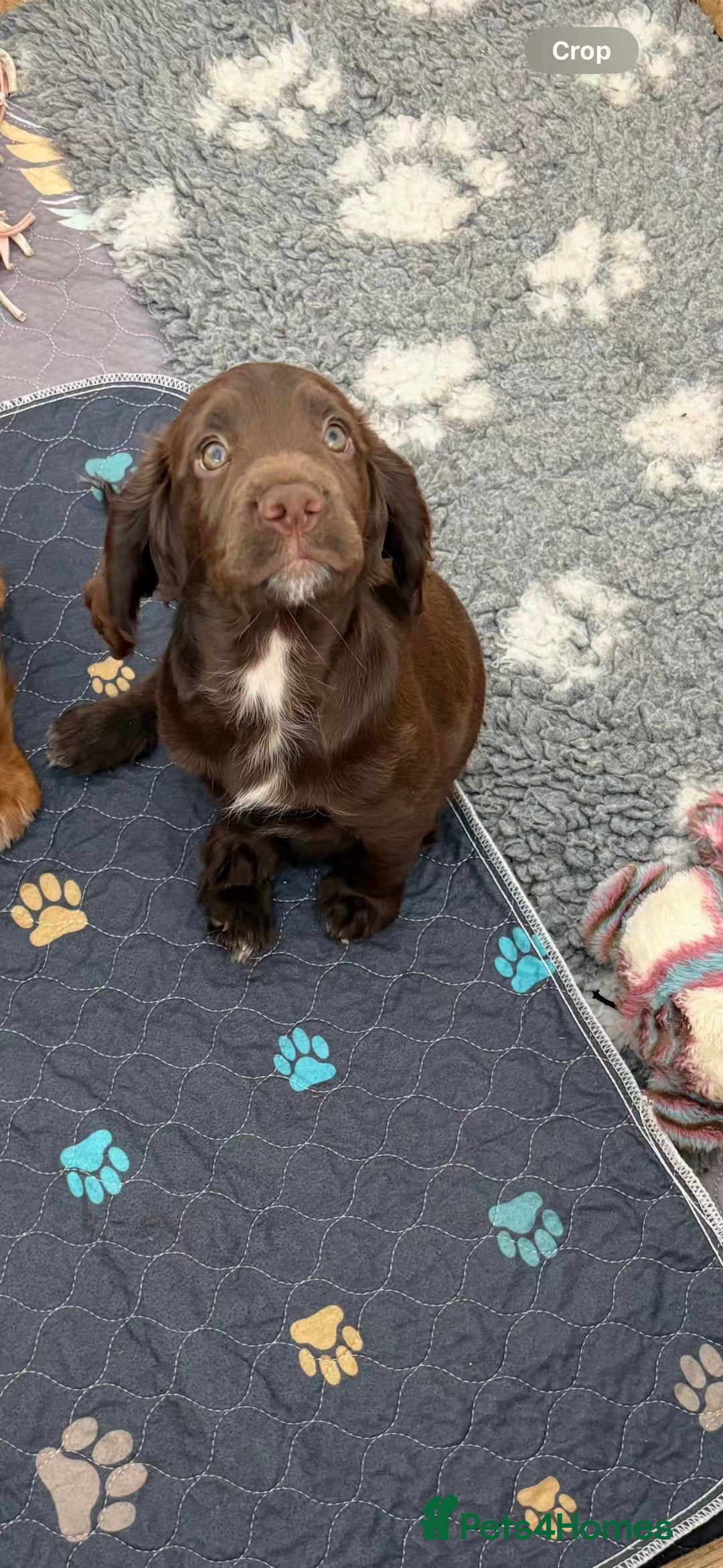 Cocker Spaniel dogs for sale: 🏆 KC Reg Working Cocker Spaniels – FTCH Line 🐾 - Image 1