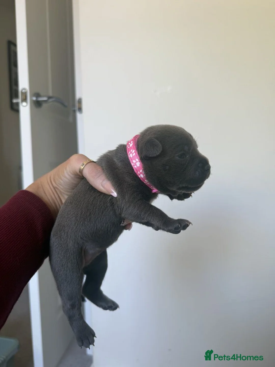 Staffordshire Bull Terrier dogs for sale: Adorable Staffordshire Bull Terrier Puppies. - Advert 5