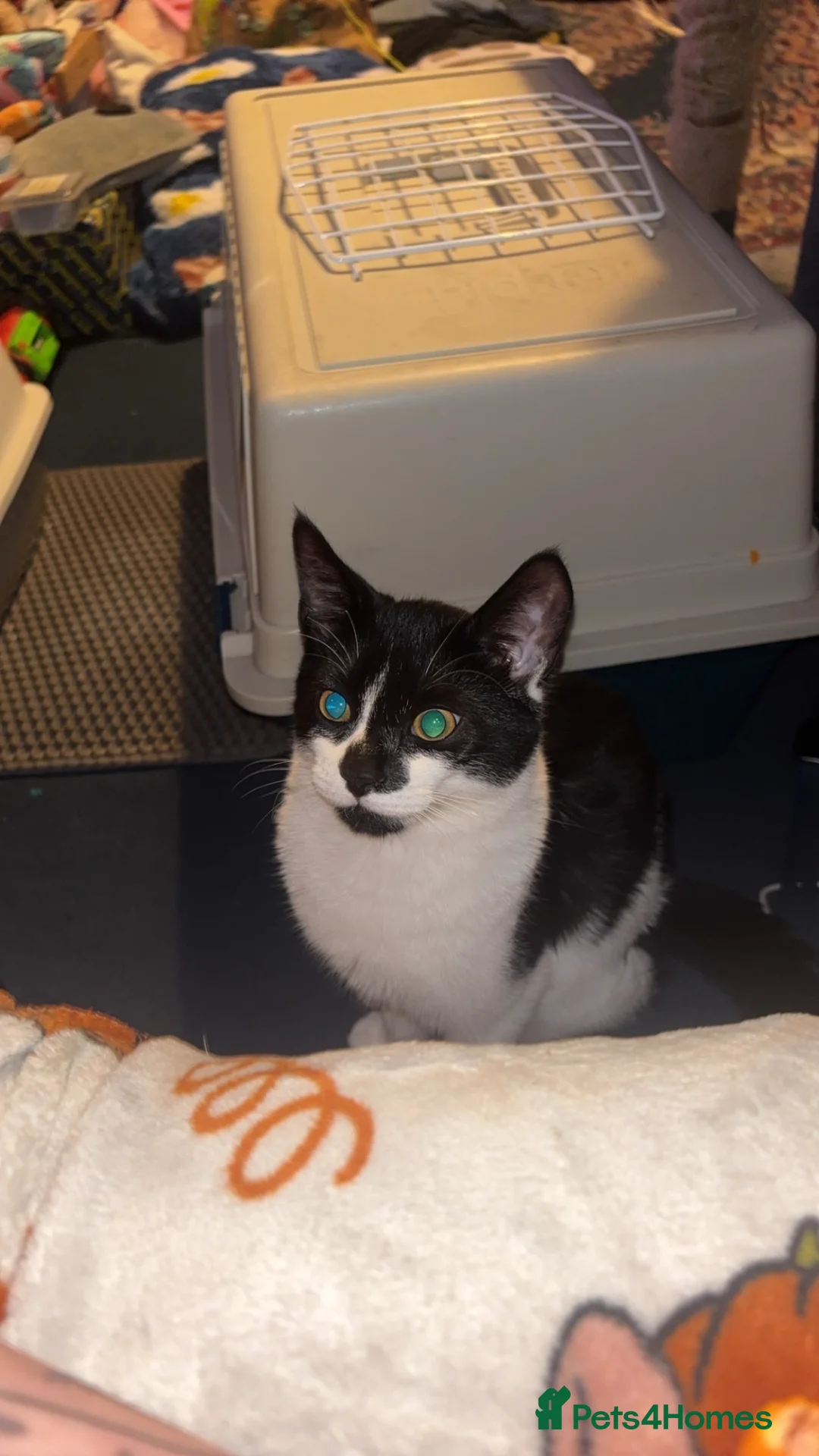 Mixed Breed cats for sale: Kitten 5 months old  in Thetford - Advert 1