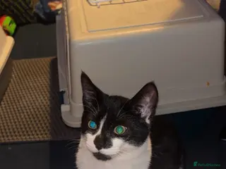 Mixed Breed cats Kitten 5 months old - Advert 2