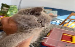 Mixed Breed cats for sale: British shorthair Lilac boy ready now - Image 7