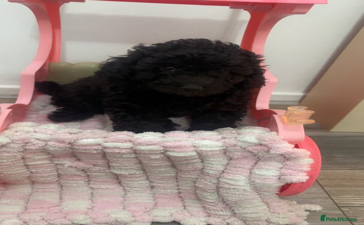 Toy Poodle dogs - Advert 8