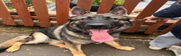 German Shepherd dogs for stud: Working line German shepherd for stud  - Advert 7
