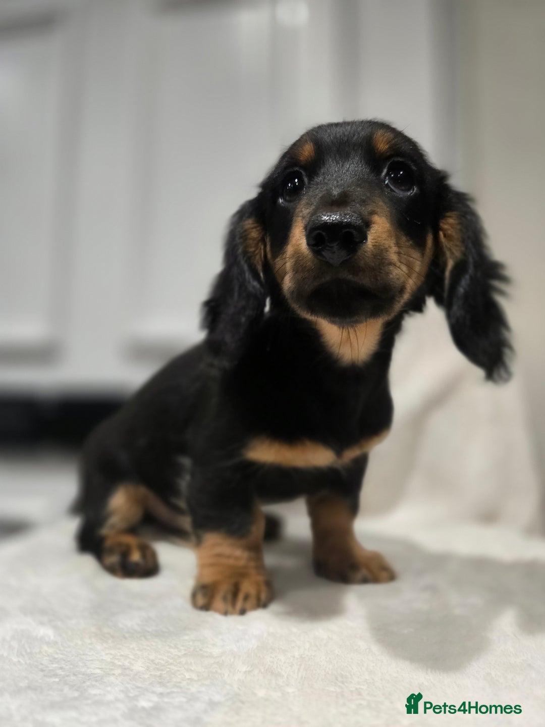 Miniature Dachshund dogs for sale: ❤️miniature dachshund puppy❤️ - Advert 4