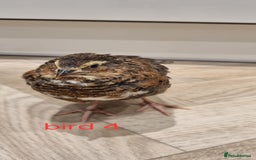Quail poultry for sale: Coturnix quail three week old (not sexed)  - Image 9