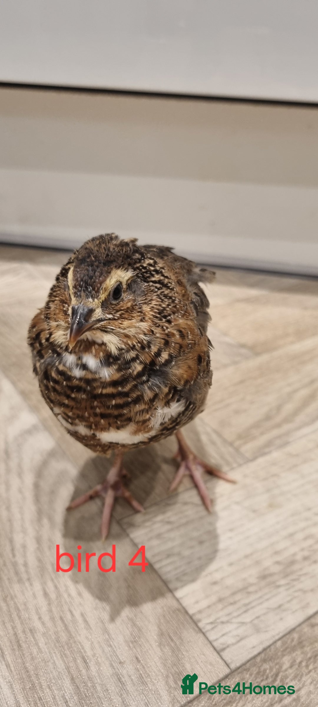 Quail poultry for sale: Coturnix quail three week old (not sexed)  - Image 9