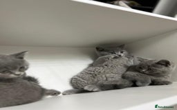 British Shorthair cats for sale: Baby British short hair  - Image 3