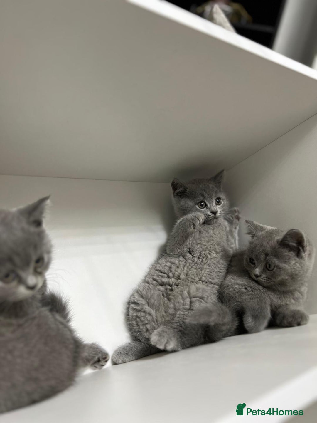 British Shorthair cats for sale: Baby British short hair  - Image 3